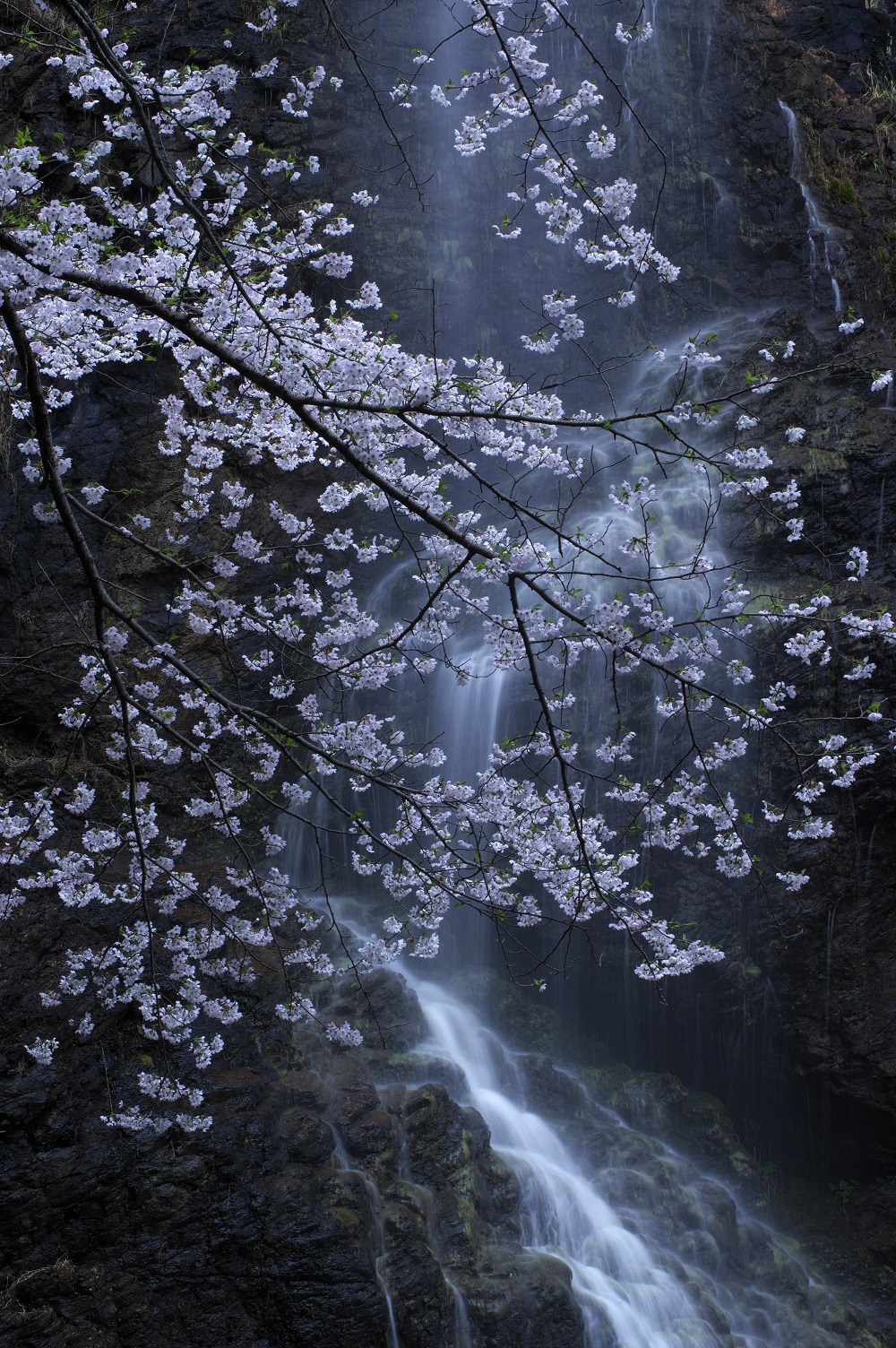 山本 善紀 （山口県光市） 「桜花清水」