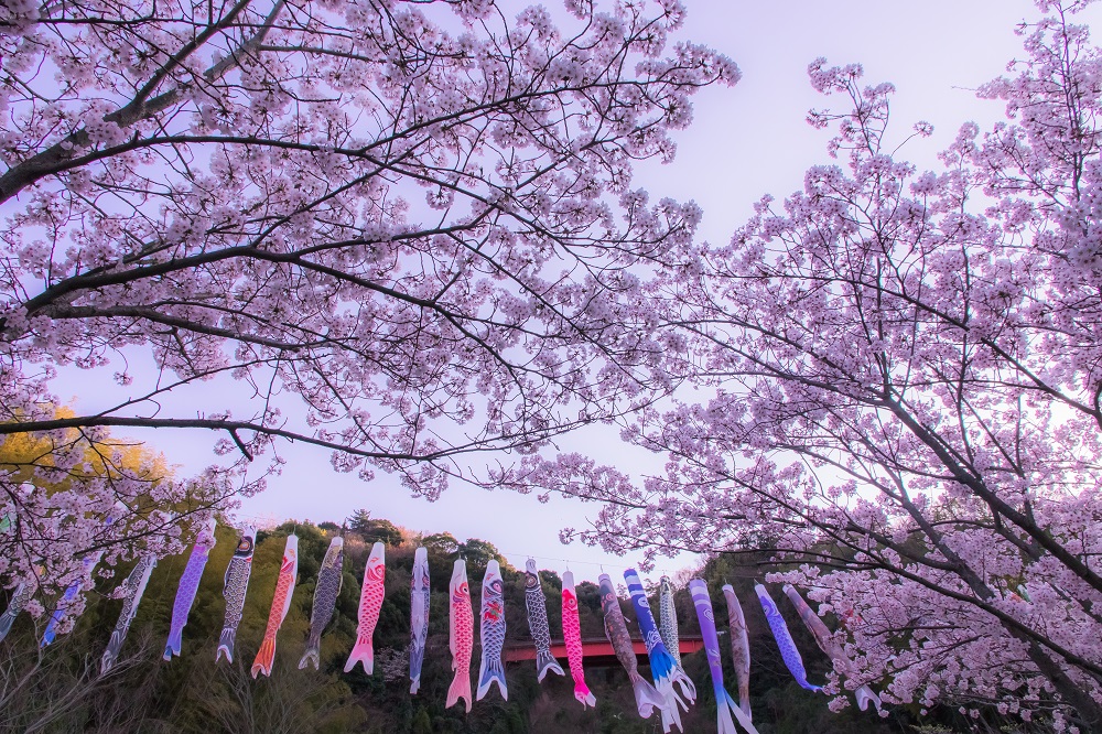 谷口　浩之（香川県高松市）「桜の滝登り！！」