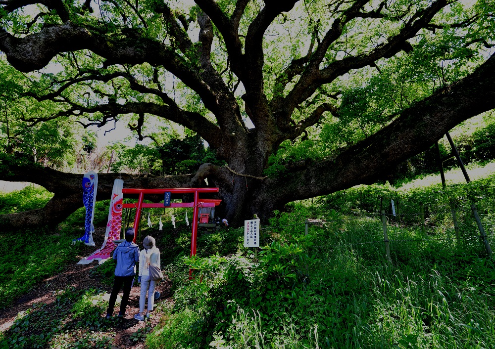 三木 雅也 （香川県観音寺市）「島の守り神」 