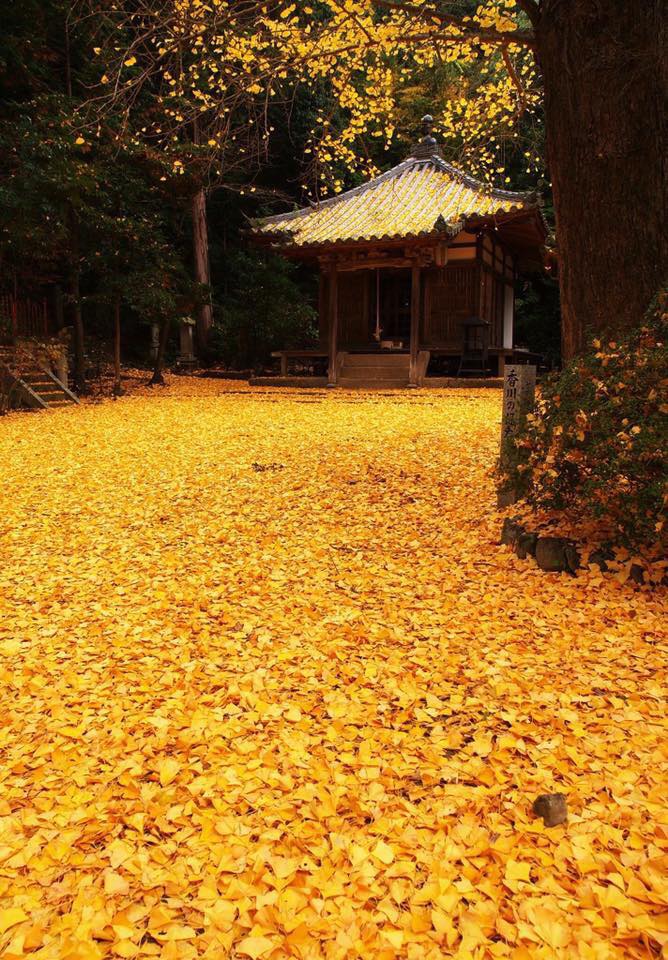 おすすめ紅葉スポット 香川県三豊市 三豊市観光交流局