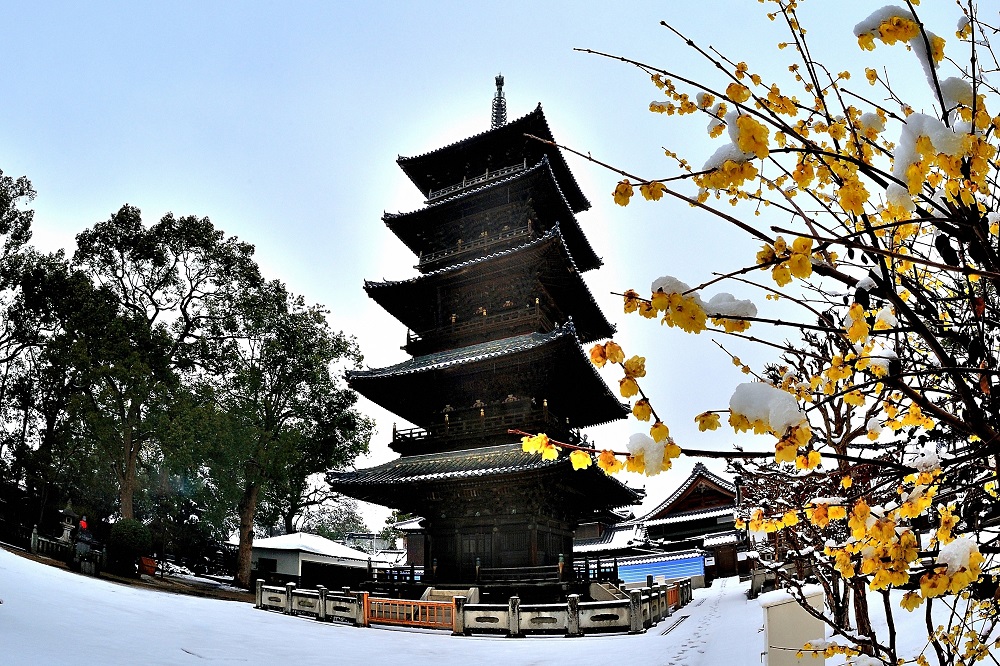 「蝋梅咲く本山寺雪景」石角 尚義（三豊市）