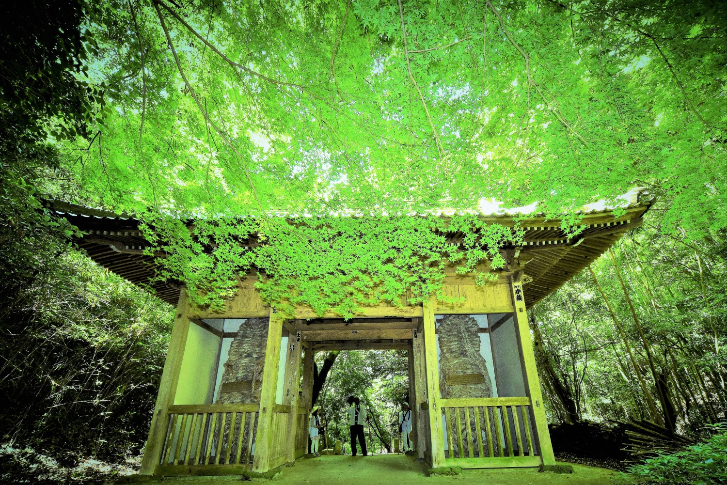森江　正（善通寺市）「新録に染まって」