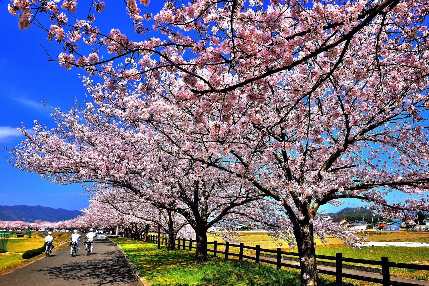 「春爛漫桜並木」石角 尚義 （三豊市）