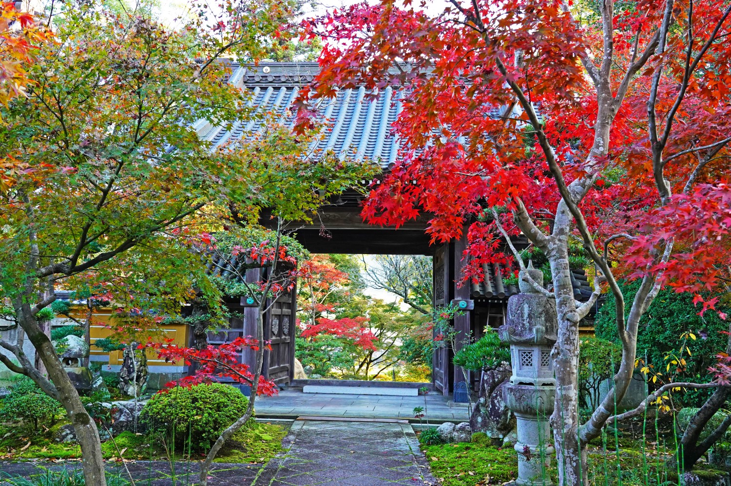 「晩秋の境内」佐藤　雄二（四国中央市）
