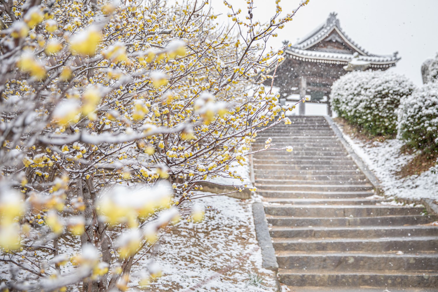 「花も雪化粧」真鍋　学（丸亀市）