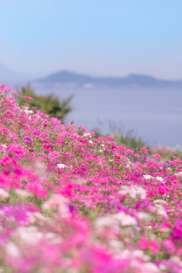 齋藤　百合（観音寺市）「海に浮かぶ花畑」
