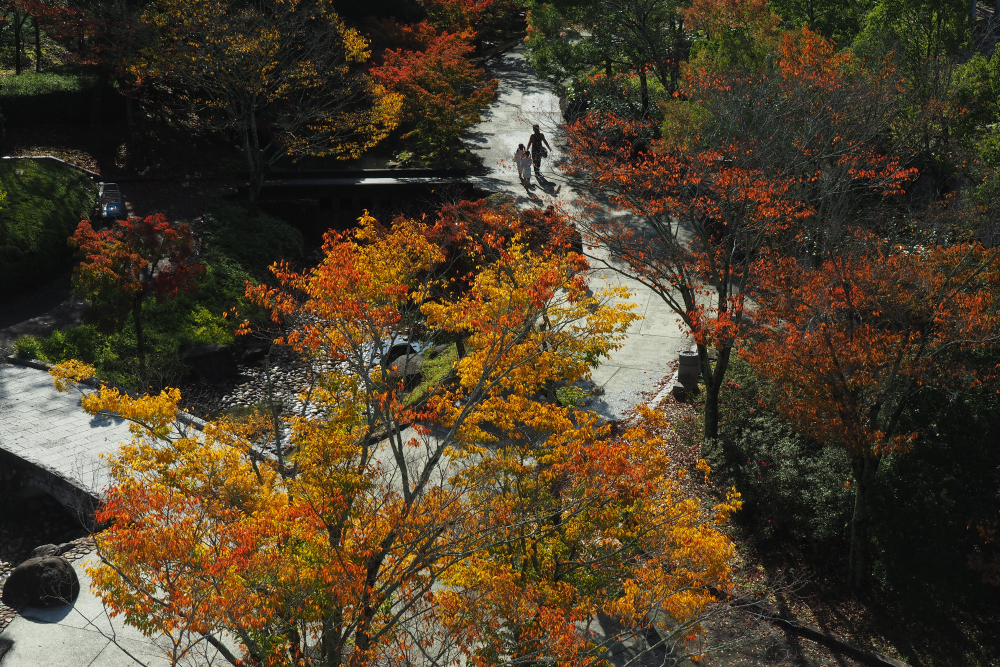 矢野　秀明（三豊市）　「紅葉散歩」